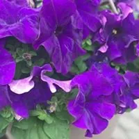 Myrtle Beach Lawn Care Logo