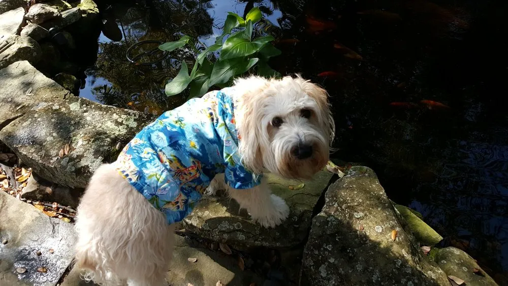 Local lawn care service for outdoor upgrades in North Port, FL by Mystic Falls & Ponds