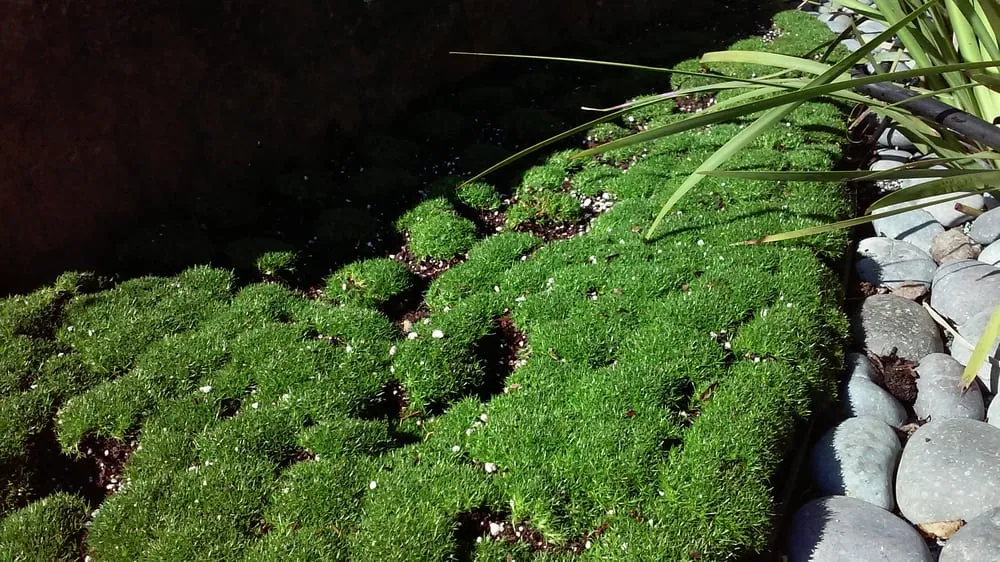 Affordable lawn care service in San Rafael, CA by Mystical Landscapes