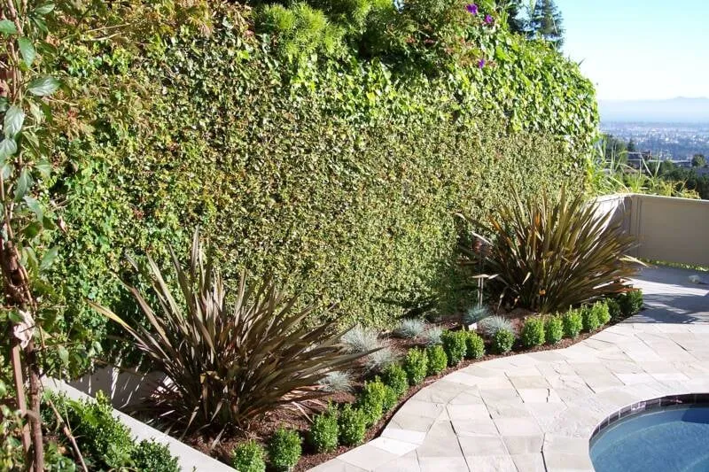 Custom yard cleanup service in San Rafael, CA - Mystical Landscapes