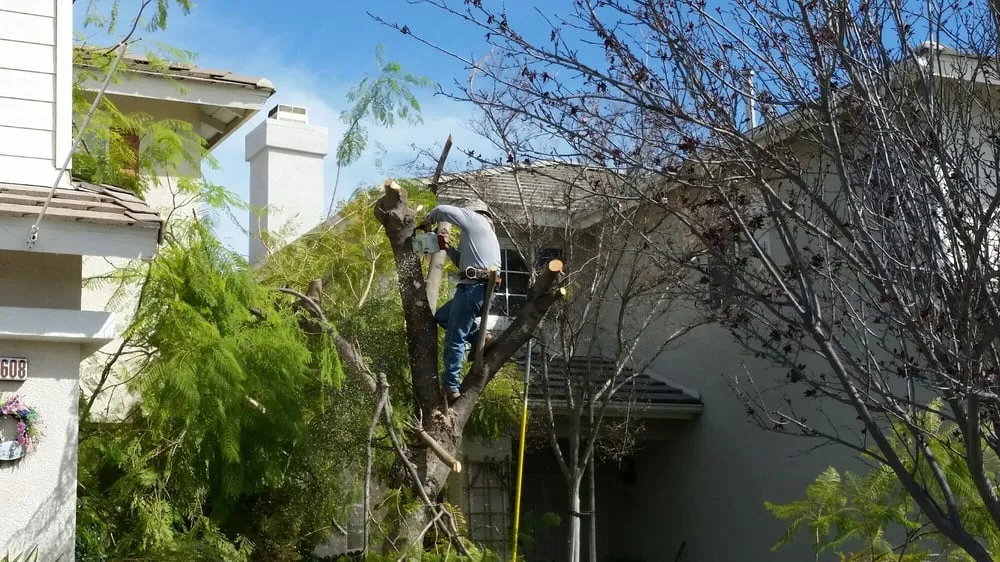 Professional yard cleanup service in Temecula, CA by Mz Vasquez Landscaping