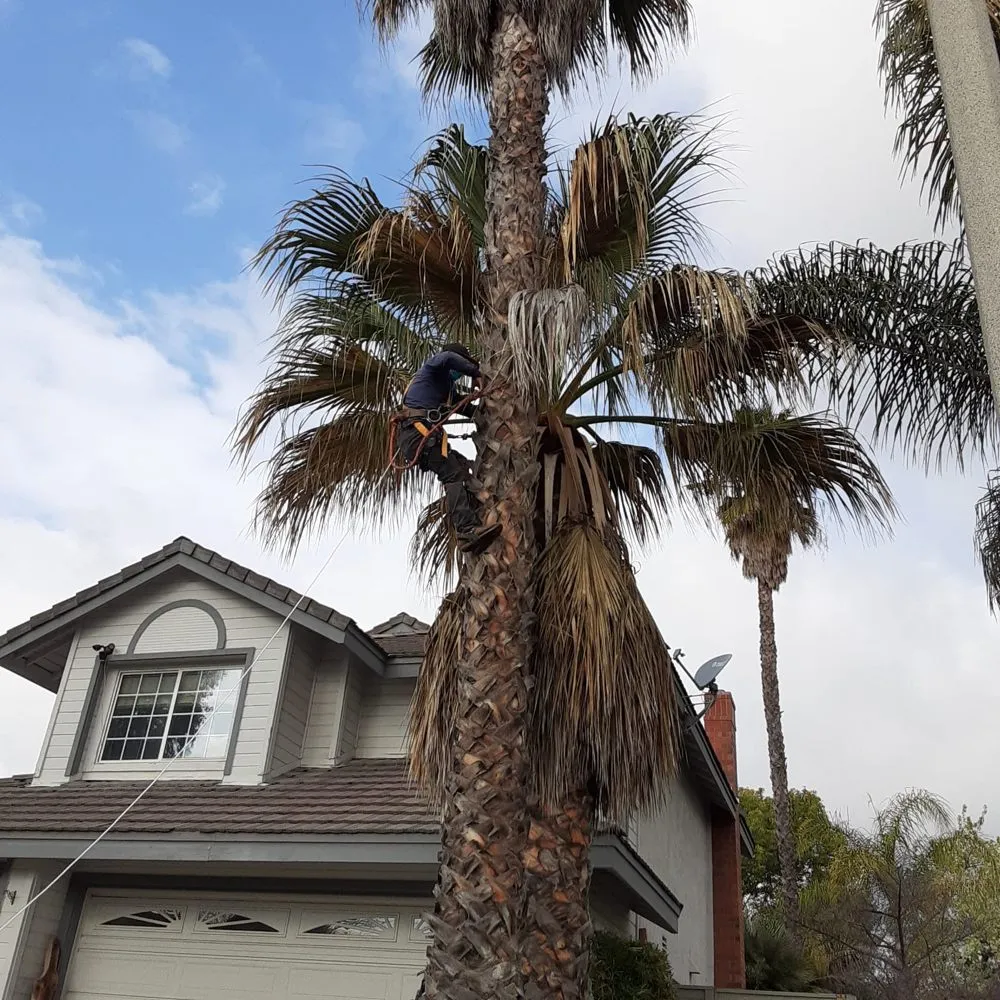 Affordable yard maintenance experts serving Temecula, CA - Mz Vasquez Landscaping