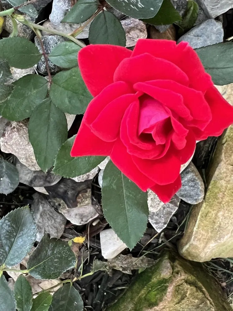 Top-rated outdoor landscaping experts serving McCordsville, IN - N & E Outdoor Services