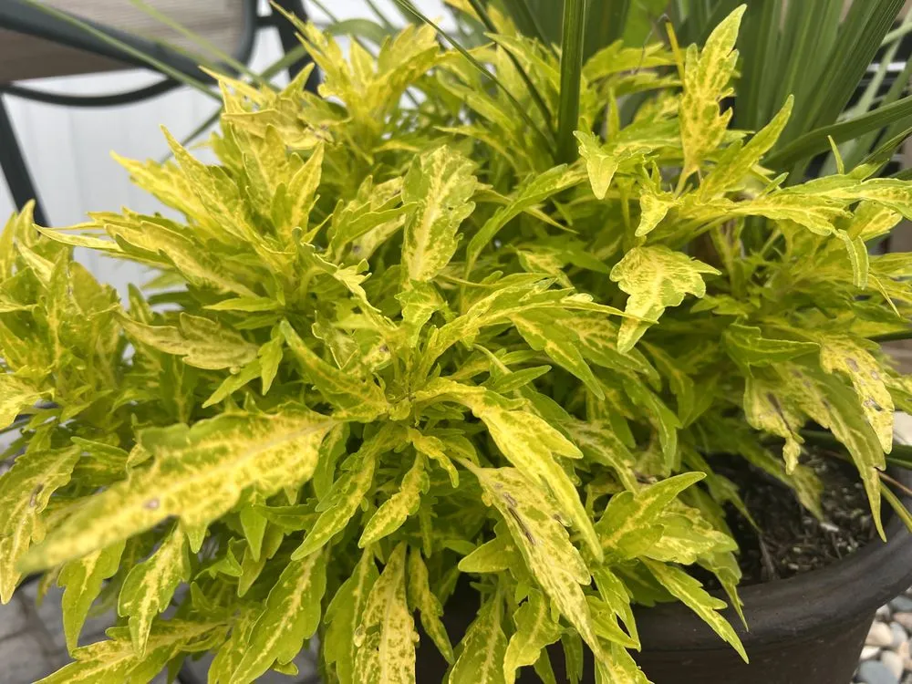 Top-rated outdoor landscaping for homes across McCordsville, IN - N & E Outdoor Services