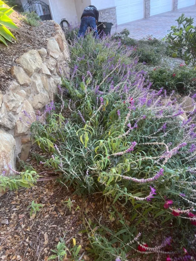 Custom lawn care service for year-round maintenance in Lompoc, CA by N & S Landscaping Maintenance