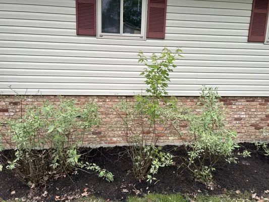 N and E Lawn Care Logo