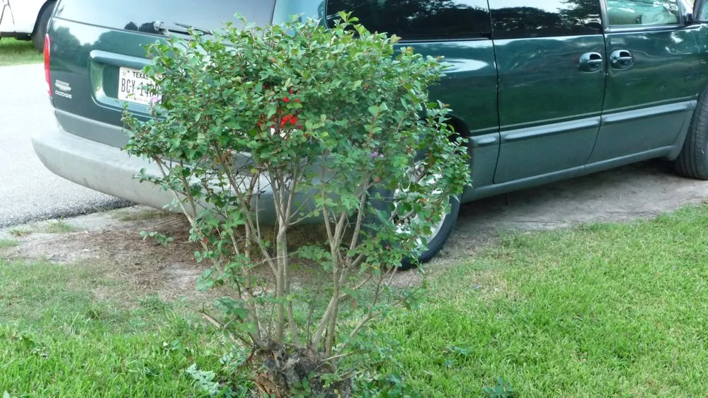 Affordable yard cleanup service for homes in Houston, TX by N-ER Flash Lawn Care