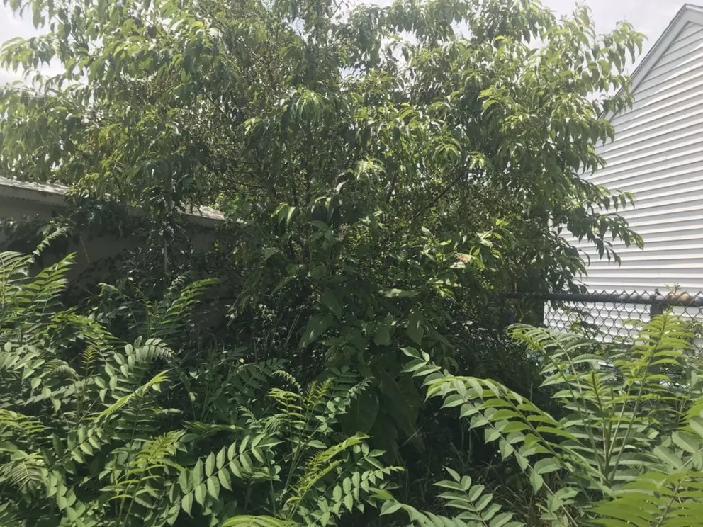 Affordable residential landscaping near you across Stoughton, MA - N Friends Landscape