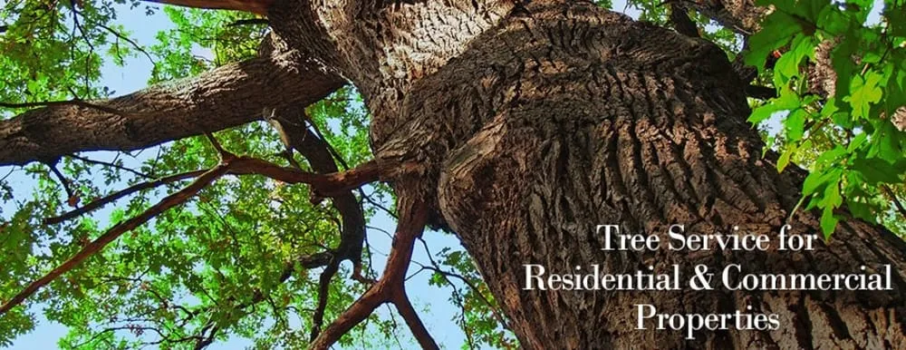 Affordable outdoor landscaping for residential properties across Dover, FL - N-G-N Construction