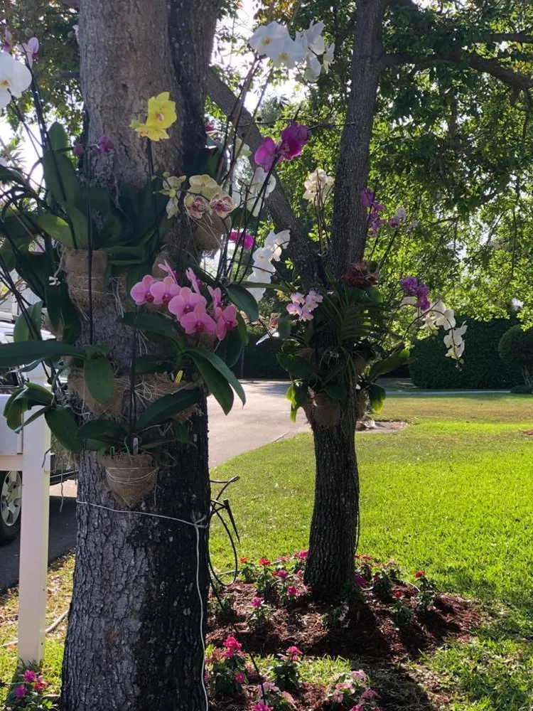 Custom yard cleanup service experts serving Miami, FL - N Rubio