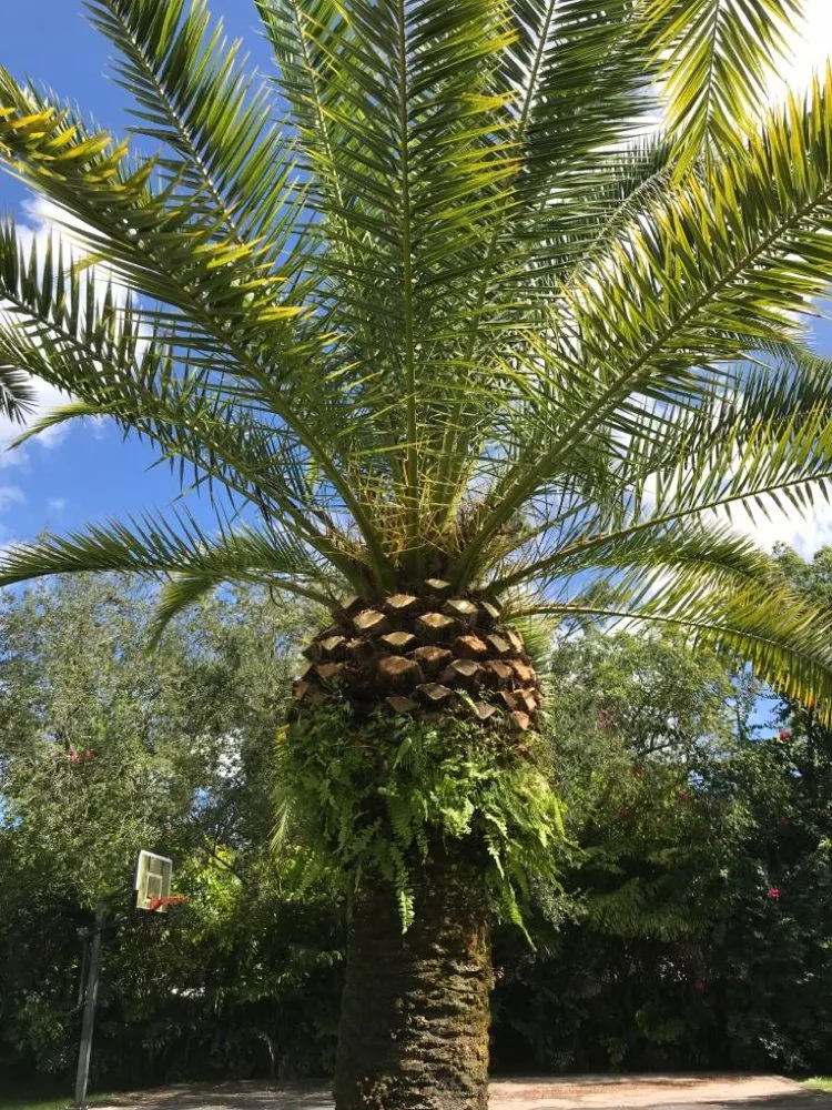 Expert yard cleanup service in Miami, FL by N Rubio