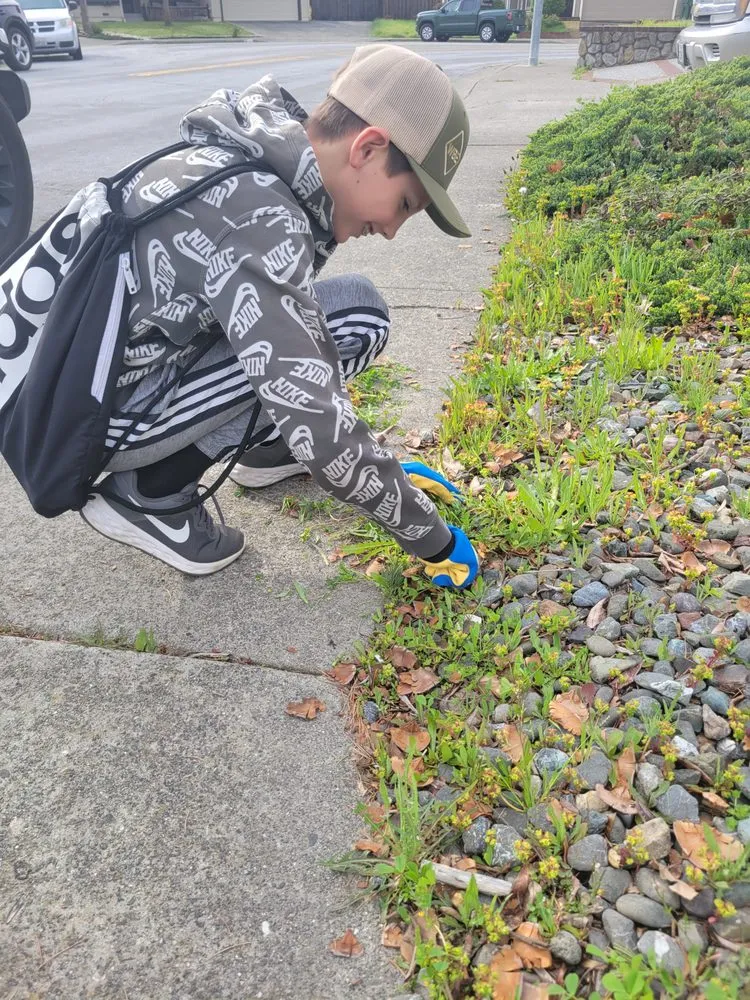 Local landscape design in Windsor, CA by N-T Services