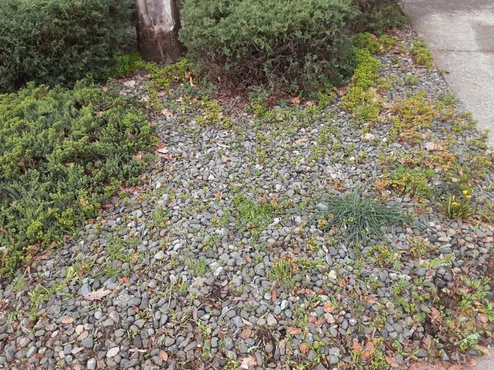 Top-rated yard cleanup service for year-round maintenance across Windsor, CA - N-T Services