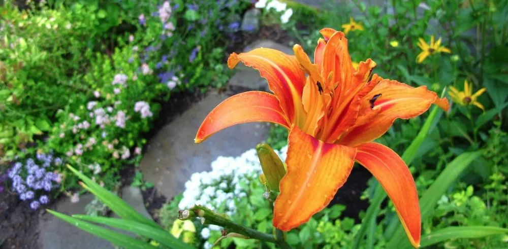 Reliable landscape design for year-round maintenance across Woodinville, WA - N. W. Bloom