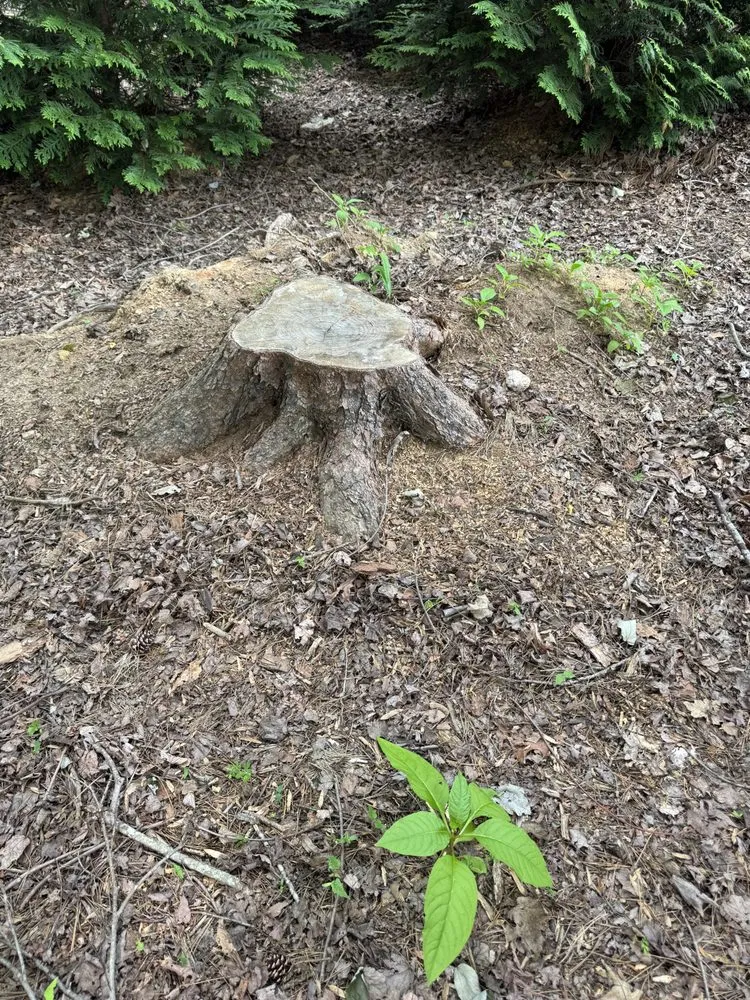 Custom yard maintenance for residential properties in Mount Airy, NC by NA Property Solutions