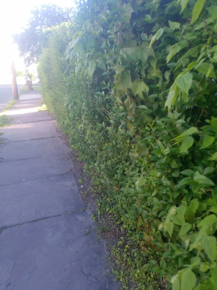 Custom yard cleanup service experts serving Kingston, NY - Naccarato's Home Improvements & Landscaping