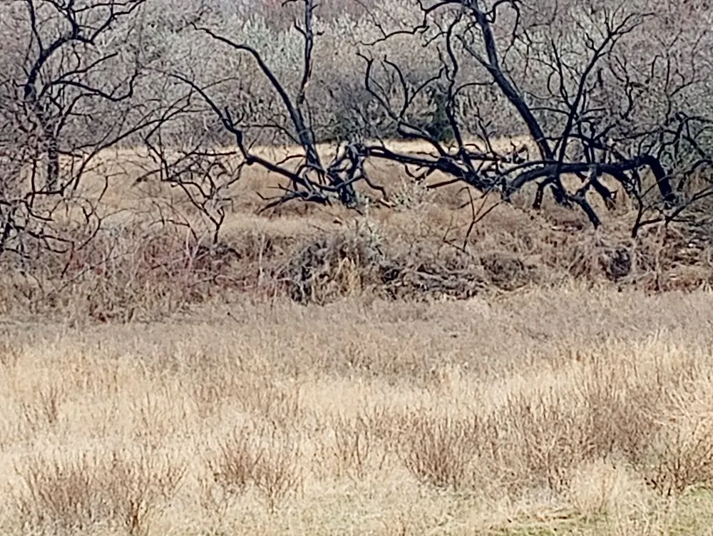 Affordable garden landscaping in West Richland, WA by Nader Lawn & Landscape