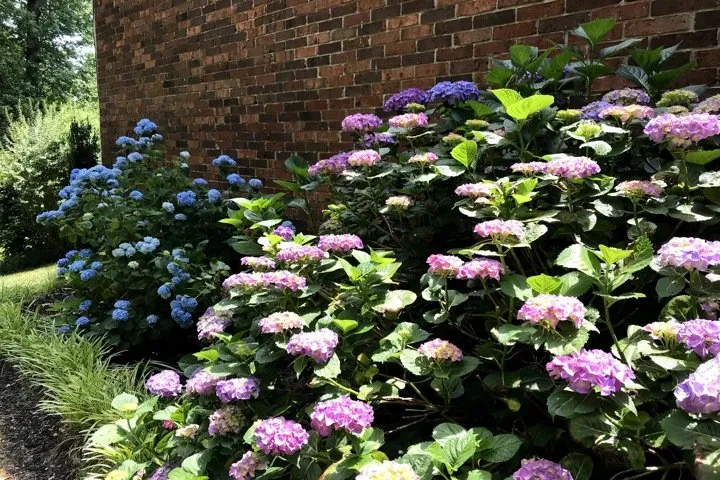 Expert residential landscaping for outdoor upgrades in Greer, SC by Nafziger Residential Landscapes