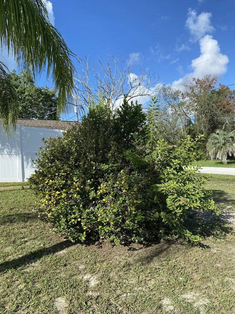 Expert lawn care service experts serving Spring Hill, FL - Nails Landscape & Design