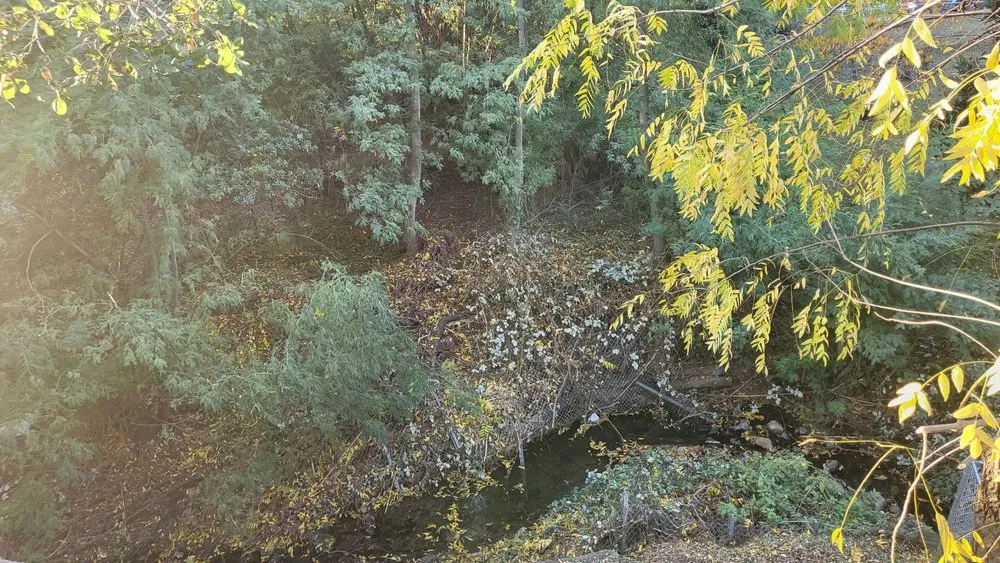 Local garden landscaping for residential properties in Oakland, CA by Naive Gardens