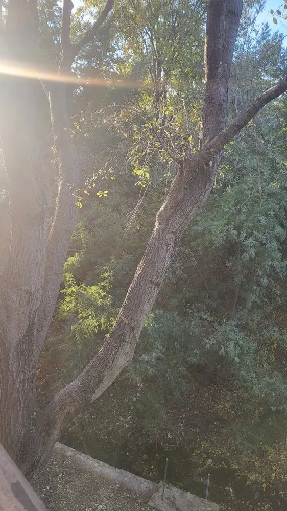 Custom yard maintenance near you across Oakland, CA - Naive Gardens