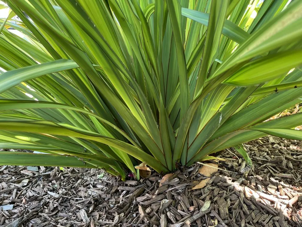 Affordable landscaping services for year-round maintenance in Oakland, CA by Naive Gardens