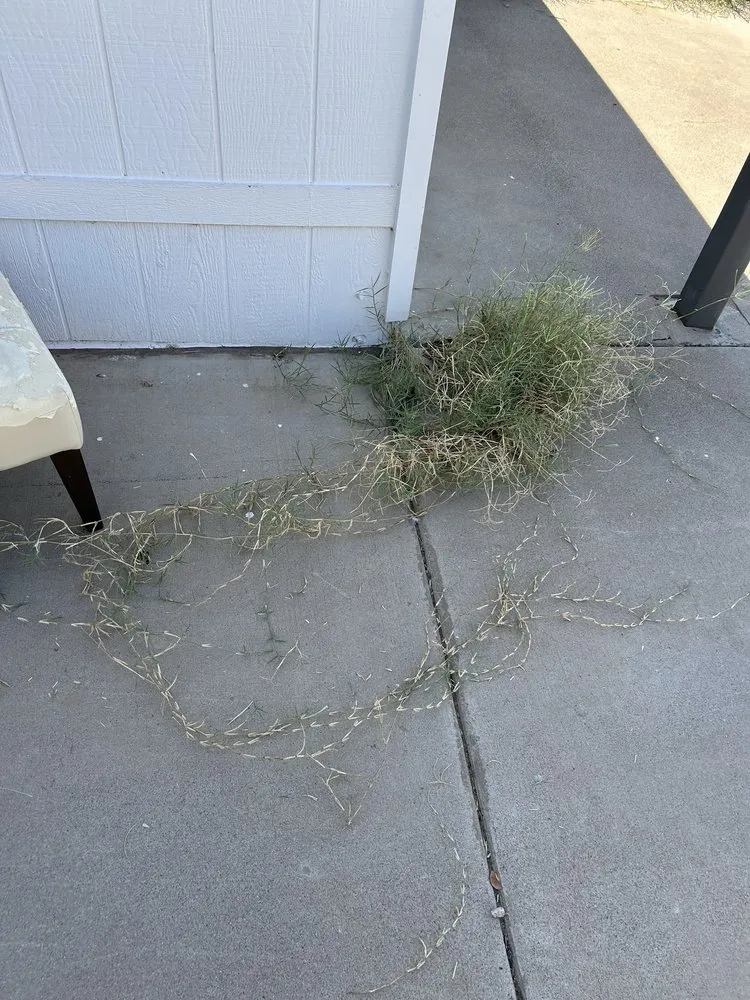 Reliable yard maintenance in Phoenix, AZ - Najera Landscaping Services Residential & Commerical