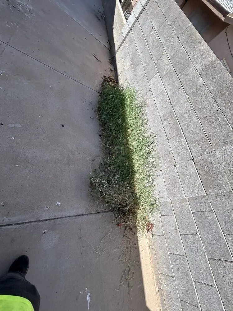 Trusted yard maintenance in Phoenix, AZ - Najera Landscaping Services Residential & Commerical