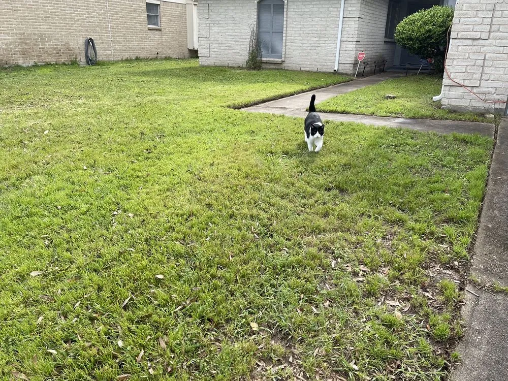 Custom yard maintenance for homes in Katy, TX by Nalesnik's Landscaping