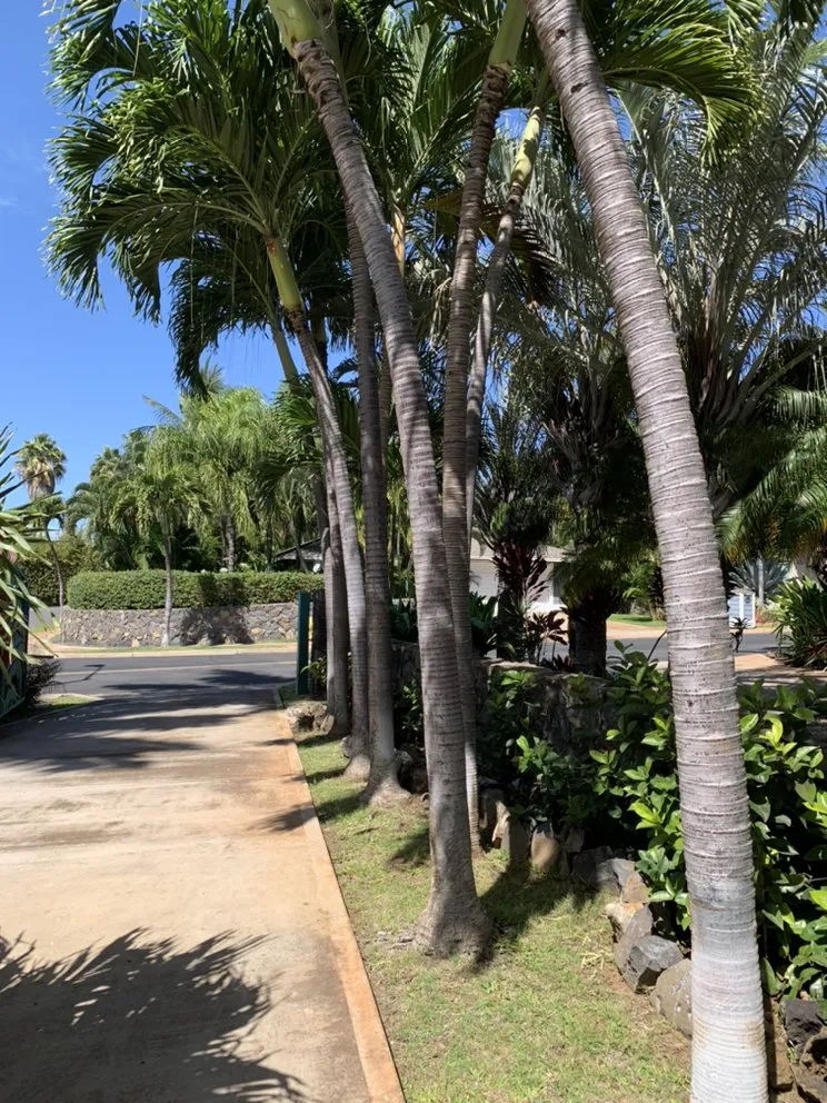 Top-rated landscape installation in Kihei, HI by Nalu’s Landscaping , Housekeeping And Repairs