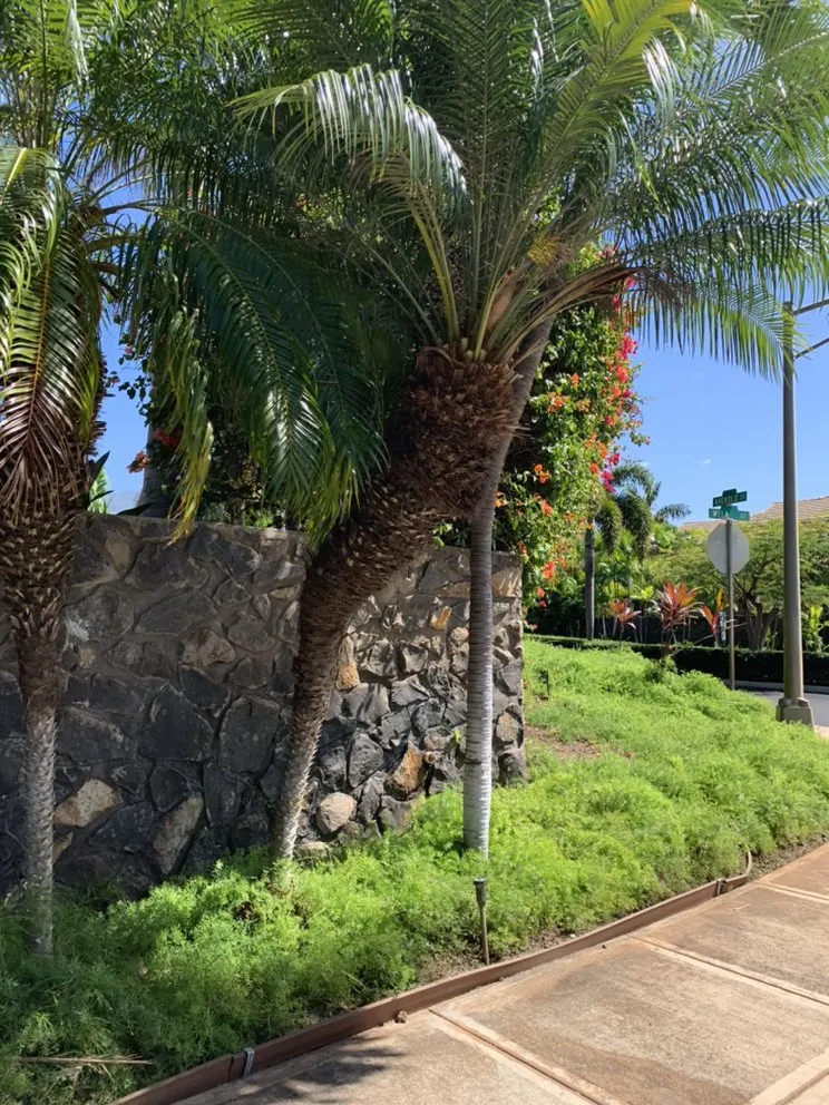 Expert landscape installation experts serving Kihei, HI - Nalu’s Landscaping , Housekeeping And Repairs