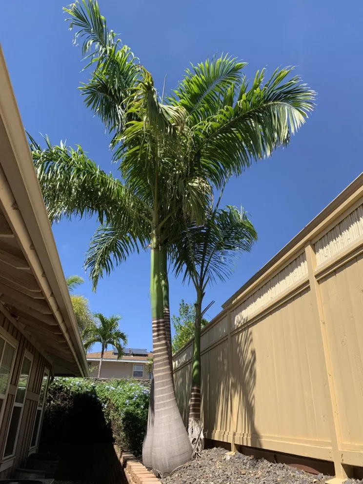 Trusted yard maintenance in Kihei, HI - Nalu’s Landscaping , Housekeeping And Repairs