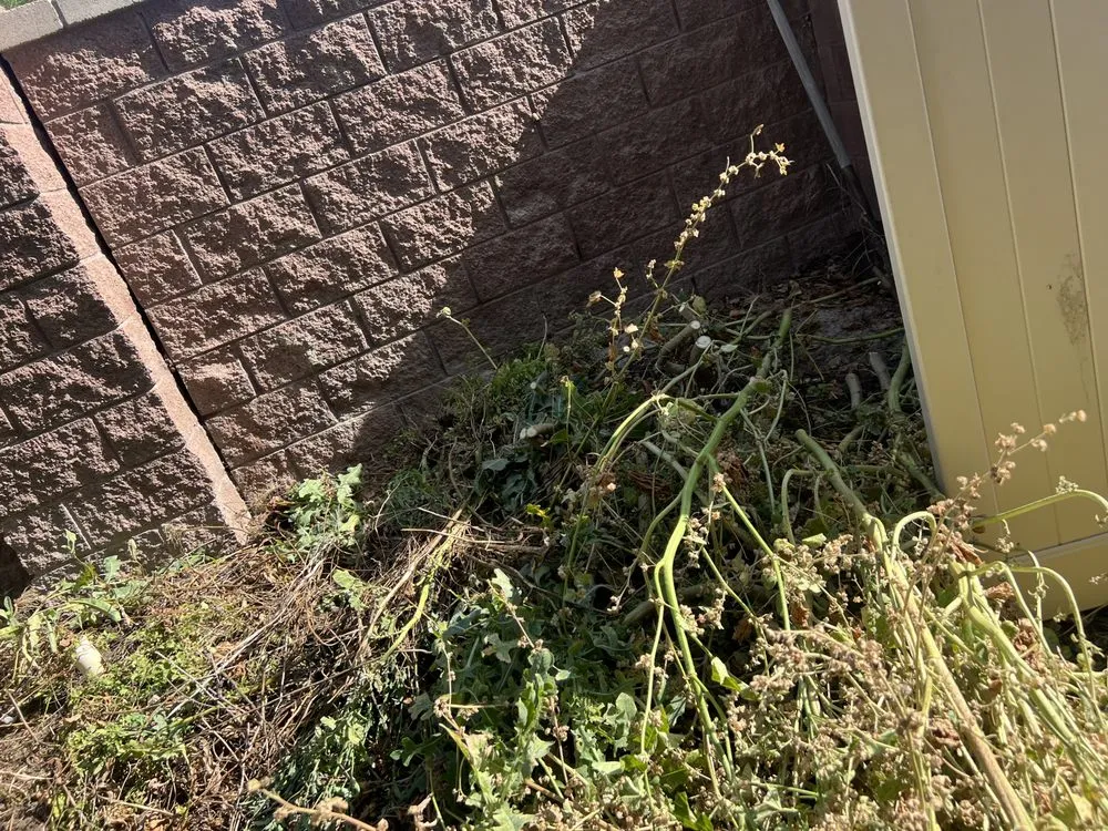 Custom yard maintenance experts serving Ontario, CA - Nambo Lawn Care