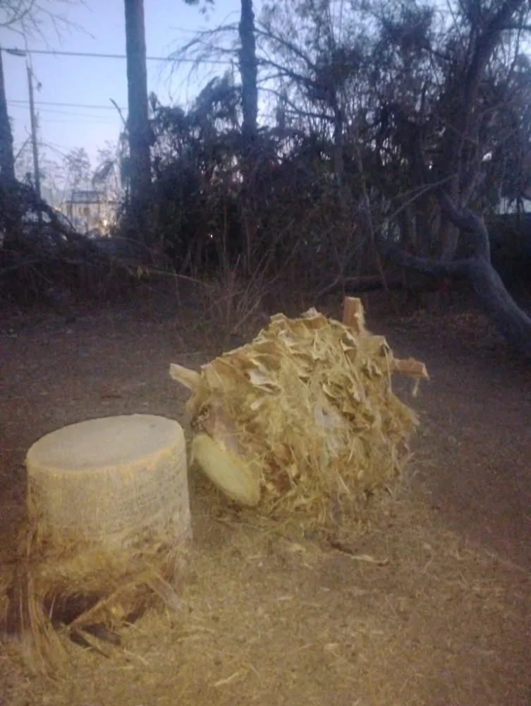 Local yard cleanup service for year-round maintenance across Phoenix, AZ - Nana & Tatas Landscaping