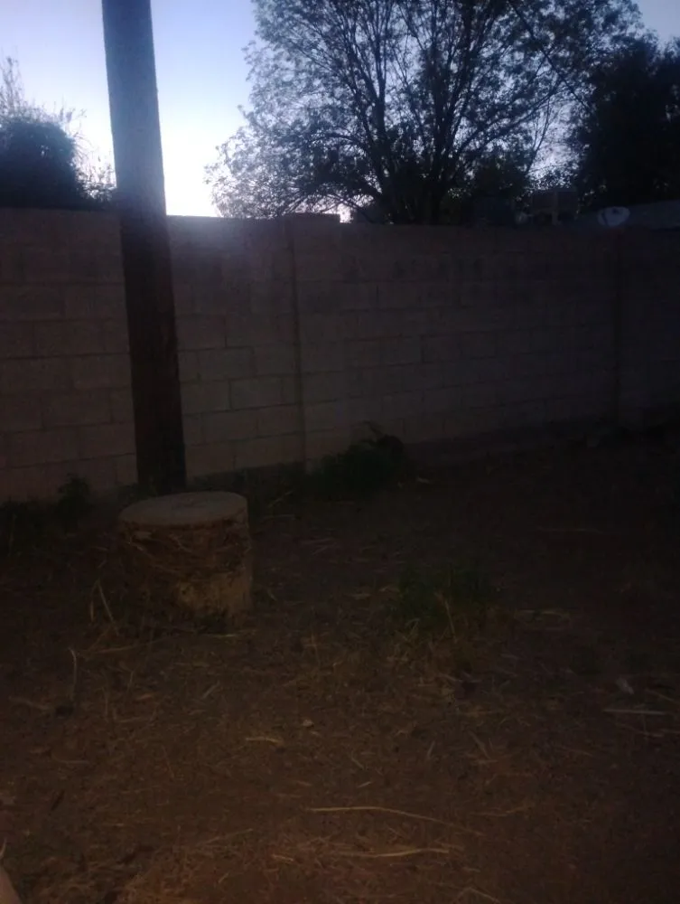 Professional yard cleanup service in Phoenix, AZ - Nana & Tatas Landscaping