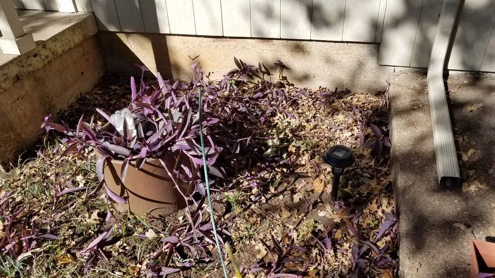 Professional yard maintenance for residential properties across Fort Worth, TX - Nancy's Landscape