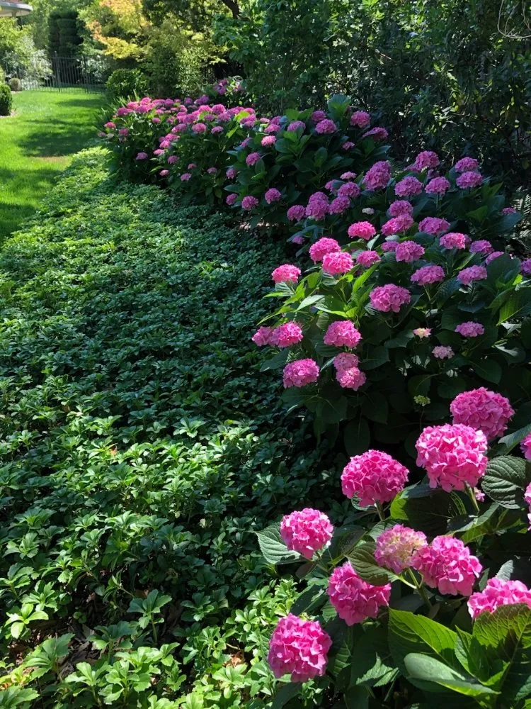 Custom yard maintenance in Napa, CA by Napa Roots Landscaping