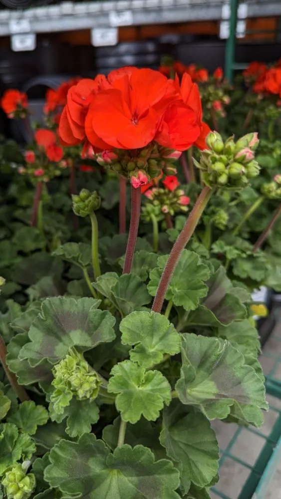 Affordable residential landscaping in Napa, CA - Napa Roots Landscaping