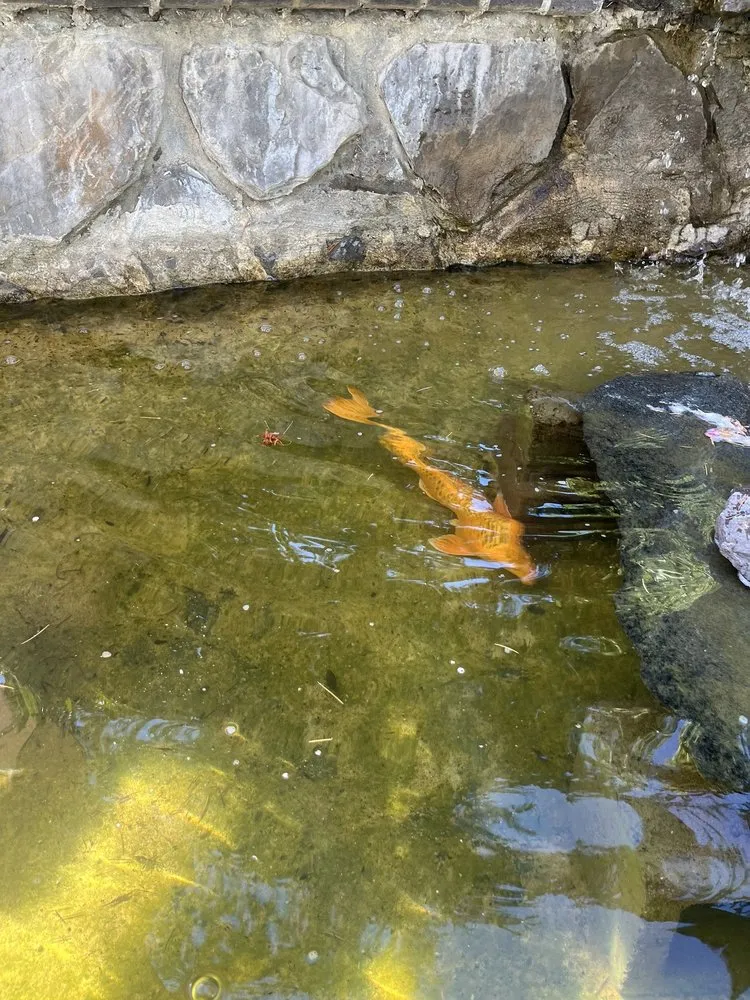 Expert residential landscaping experts serving Napa, CA - Napa Valley Ponds and Water Features