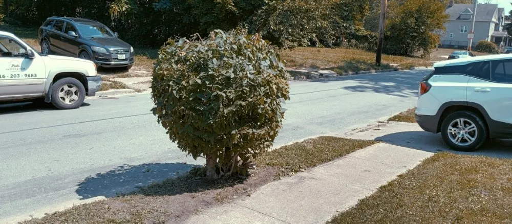 Affordable yard maintenance in Cleveland, OH - Nappier and Sons Lawncare