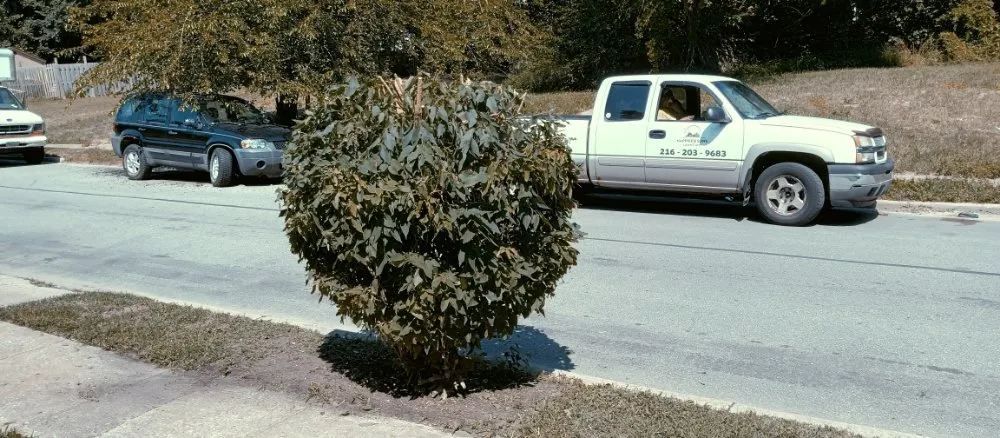 Professional yard maintenance in Cleveland, OH by Nappier and Sons Lawncare