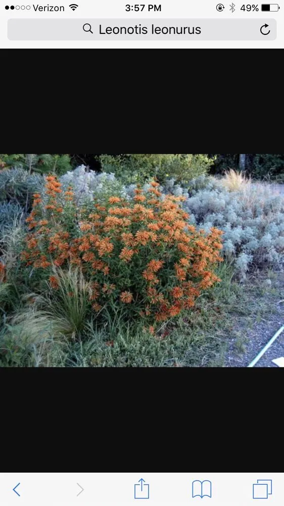 Affordable garden landscaping in Spring Valley, CA by Napson Landscaping