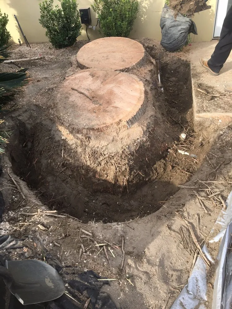 Top-rated yard cleanup service in Cathedral City, CA by Naranjo Tree Service & Landscape Services