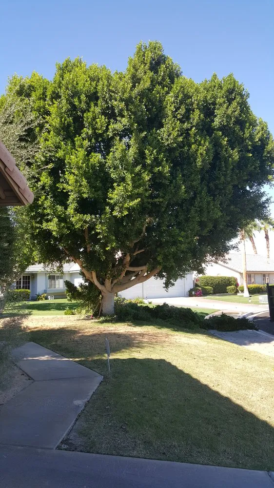 Reliable residential landscaping near you across Cathedral City, CA - Naranjo Tree Service & Landscape Services