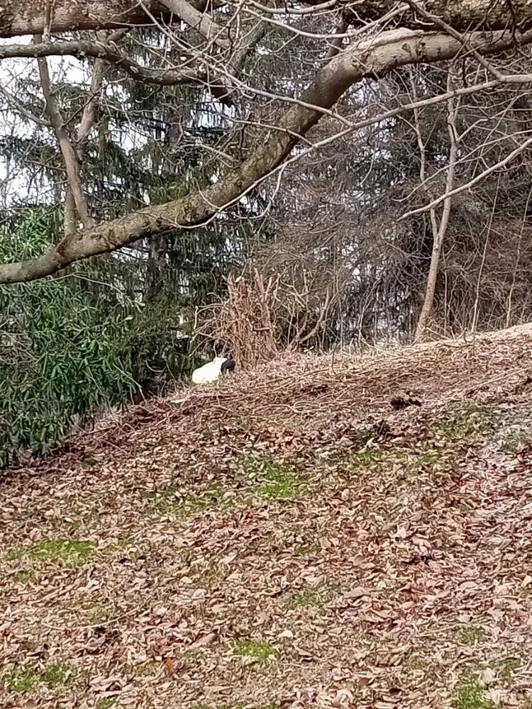 Affordable yard maintenance for residential properties across Bethesda, OH - Nardos lawncare and landscape