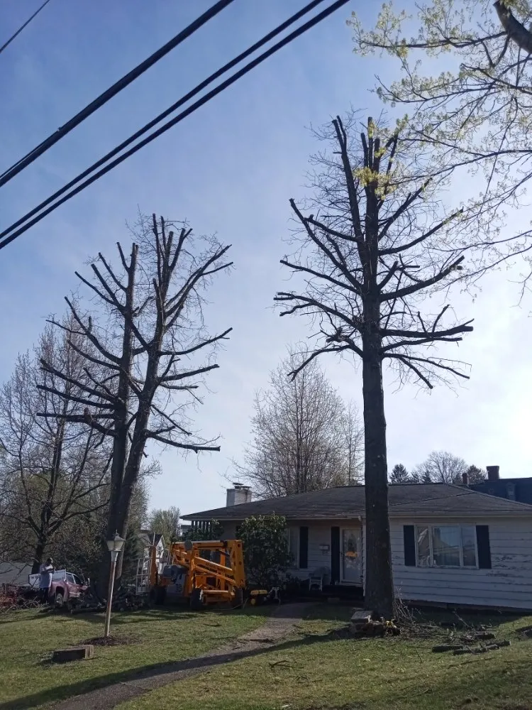 Expert landscape installation in Bethesda, OH by Nardos lawncare and landscape