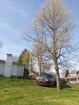 Nardos lawncare and landscape