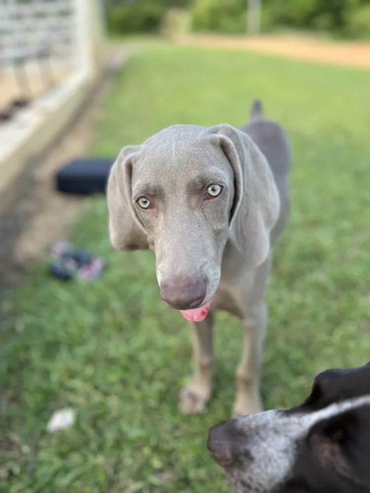 Affordable landscape installation experts serving Pontotoc, MS - Nas Lawn and Landscaping