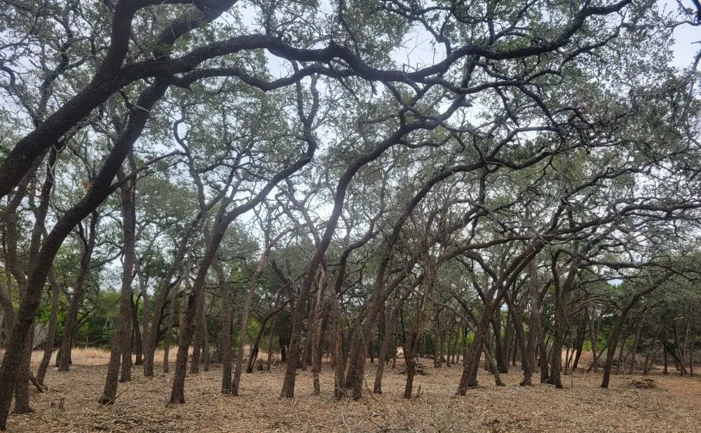 Top-rated garden landscaping in Dripping Springs, TX by Nash Brothers Land Services