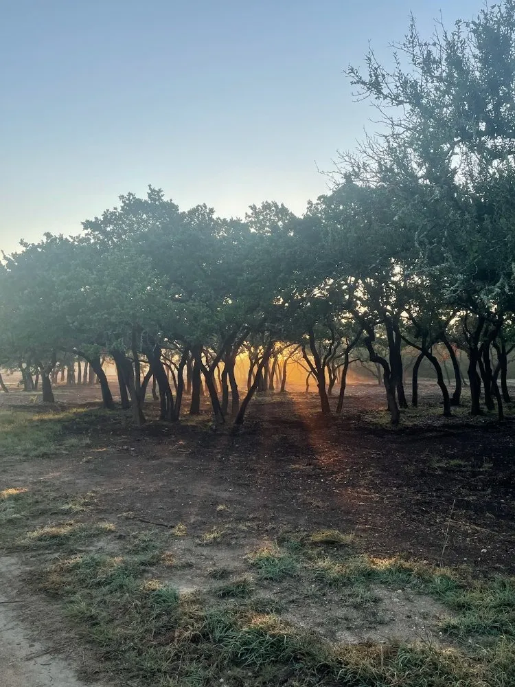 Trusted yard cleanup service in Dripping Springs, TX - Nash Brothers Land Services